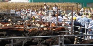 La ganadería ya tiene cita en Expoagro