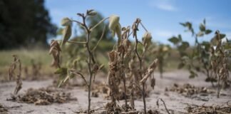 El clima desafía una vez mas el presente y las expectativas del sector