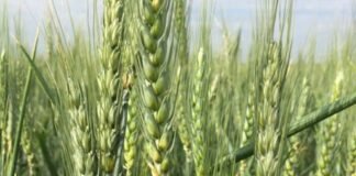 Trigo: Un cultivo de alta tecnología