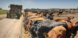 Con el maíz barato, gana peso el negocio de convertirlo en carne