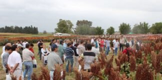 Ensayos con Sorgos de calidad