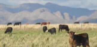 El mercado inmobiliario rural no pierde el magnetismo para los inversores