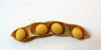 Científicos crearon una soja con vainas de 4 semillas