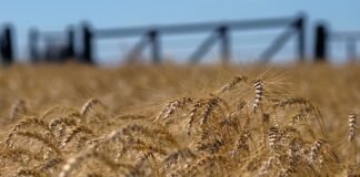 Fuerte crecimiento de Contratos a futuro de Trigo