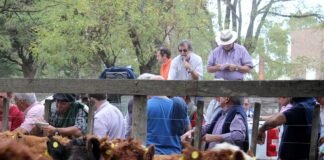 Ganadera Salliqueló SA celebró en Pringles