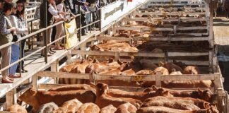 Los precios son los que más sufren la mayor oferta de carne