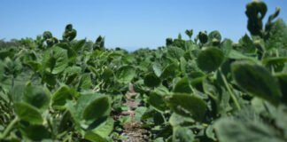 Resultados del primer análisis estadístico de grandes datos agrícolas