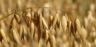 Avenas para grano: una alternativa para la rotación de la región