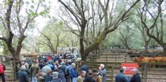 Los Tigres tiene su primer evento del 2018