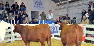 Se viene un clásico del Angus colorado