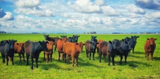 Tipificación: Sin faena de Terneros y Terneras