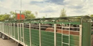 Dte: Engordadores y consignatarios sólo por autogestión