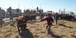 Angus pisa fuerte en AgroActiva