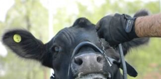 Angus: el Centenario en un gran momento de su historia institucional
