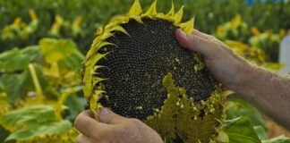 Horas difíciles para el complejo girasolero argentino