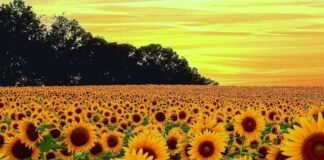 Para CRA el Girasol está en peligro de extinción