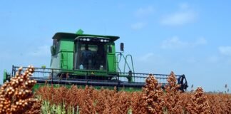 Sorgo: mayor intención de siembra y consejos para el manejo