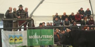 Los vientres se destacaron en La Rosa María