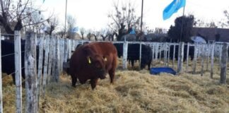 Los Elejidos, segundo capítulo en Cañuelas