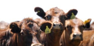 Carnes: no se avizoran grandes cambios que impacten en los precios