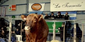 La Torcacita festejó sus 15 años de remates