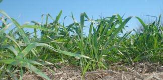 Incorporar el zinc, para lograr una buena cosecha desde la raíz