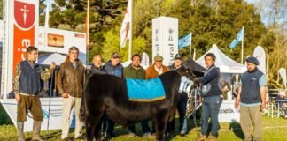 La Expo Nacional del Ternero Angus tuvo sus ganadores