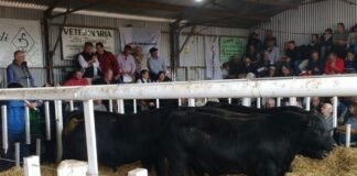 Con trabajo y calidad hubo buenos números