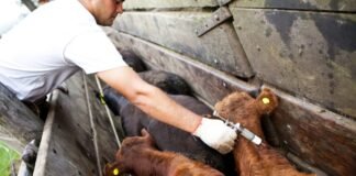 El rol de los Médicos Veterinarios frente al Coronavirus