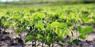 Estrategias para prevenir malezas de hoja ancha y gramíneas