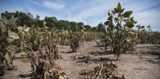 Benito Juárez busca declarar la Emergencia Agropecuaria