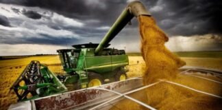 CREA: La producción de trigo sería de 19 mill/tns.