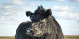 Las vacas y la publicidad de las estadísticas