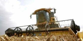 Trigo: muy buena producción pese a las adversidades climáticas