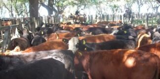 San Cayetano tuvo un buen arranque