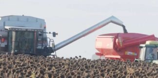 Récord: Proyectan una cosecha de girasol de 7,2 mill/tn.