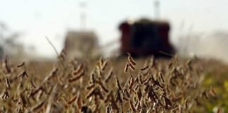 Soja: la producción mundial mermaría un 4,4%