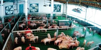 Definen acciones para mitigar el riesgo de enfermedades porcinas