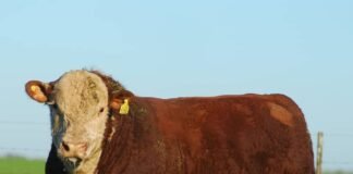 Argentina exportará semen y embriones a Kazajstán