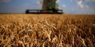 Trigo: absuelto de ser sospechoso de la suba del pan