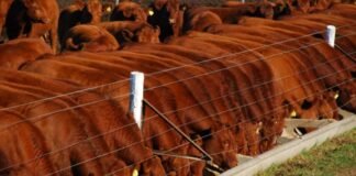 El feedlot se quedó sin resto