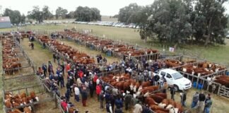 Nostálgica despedida del Hereford en La Legua