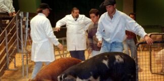 No habrá cerdos en la expo rural