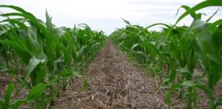 Cuál es el rol del agro frente al cambio climático