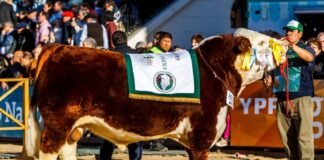 Los Murmullos Bi Gran Campeón en Hereford