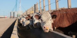 Sin variaciones en la ocupación de los feedlot