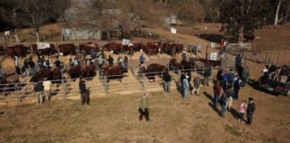 Gran debut para los Shorthorn de Los Toritos