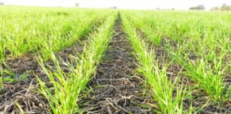Daños irreversibles en la fina por la falta de lluvias
