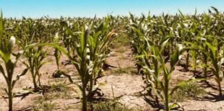 ¿Sin clima para la gruesa?