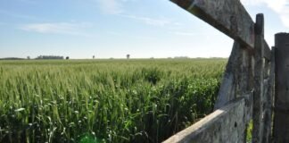 Caen las perspectivas de la fina en la región